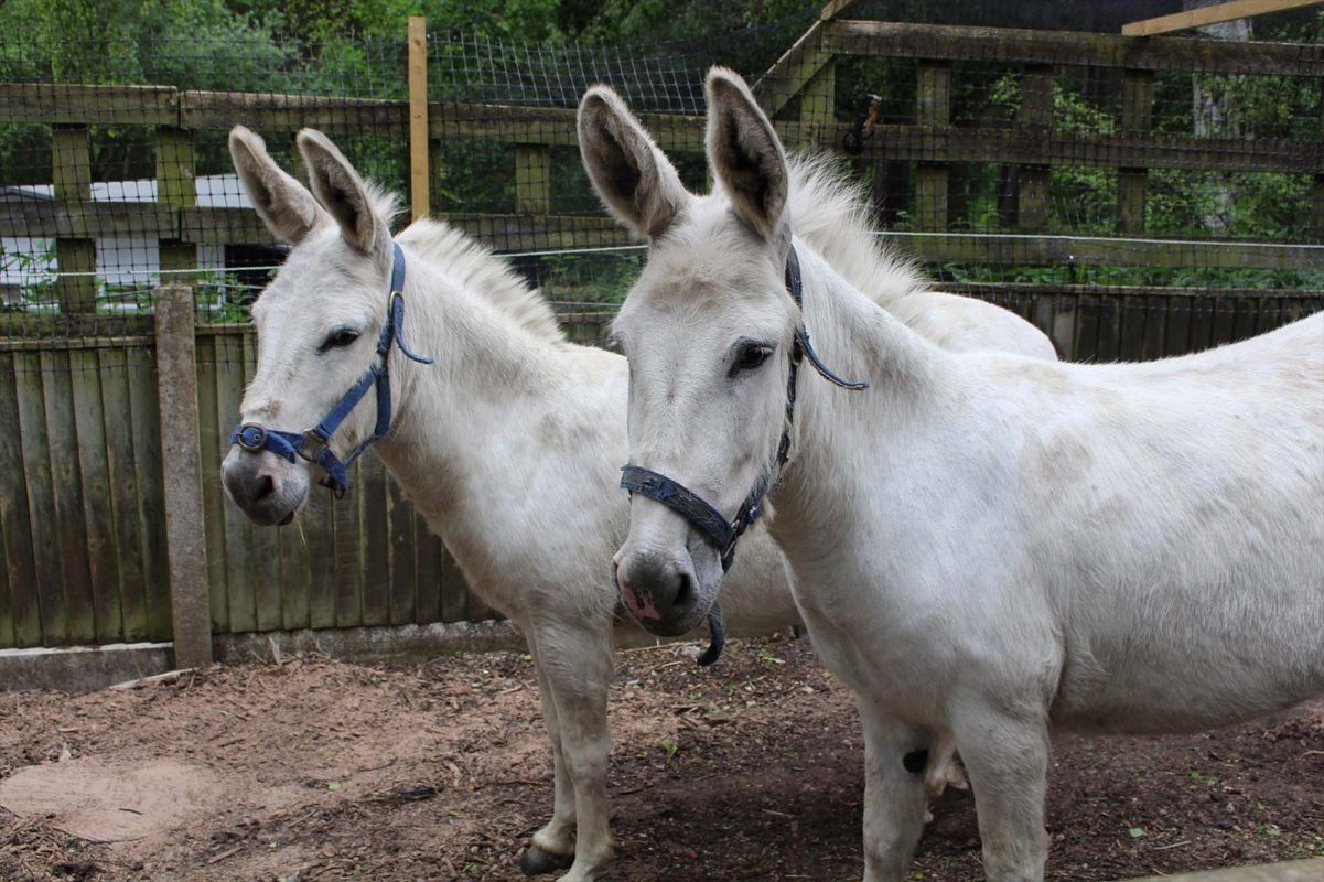 Two new donkeys on their first day
