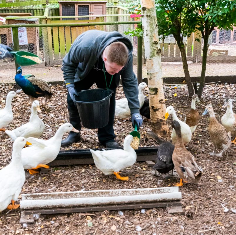 Learner feeding ducks