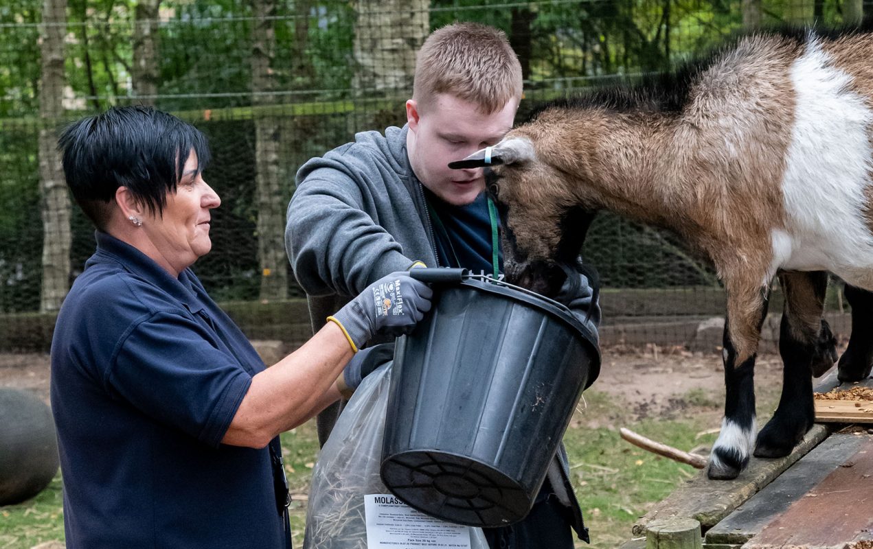 Learner feeding a goat