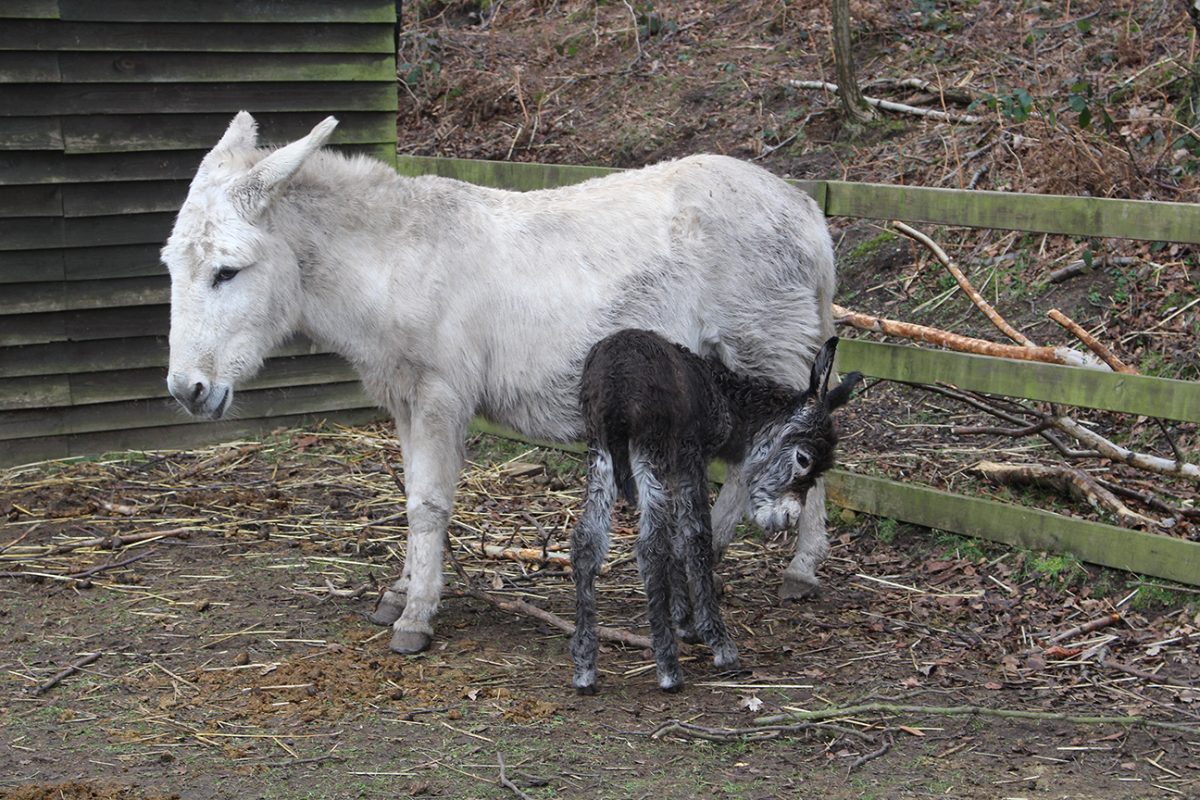 Welcome to the world Max!